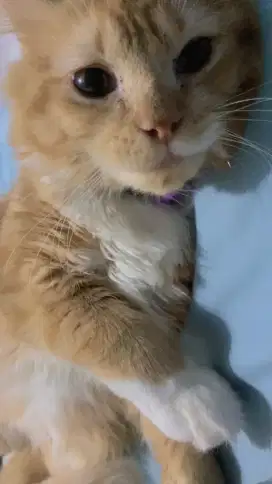 Kucing oyen jantan maincoon
