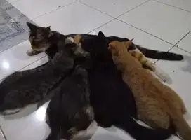 1 Induk 2 Kitten