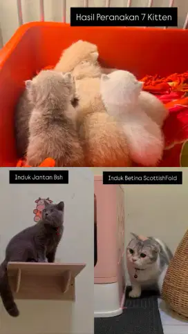 Sepasang Kucing Adult Brtishshorthair & Scottishfold