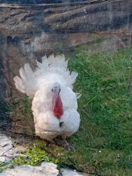1ekor kalkun jantan