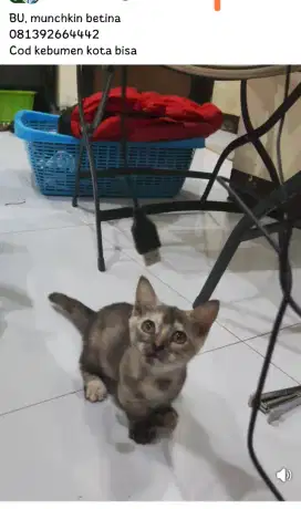 Kucing munchkin betina