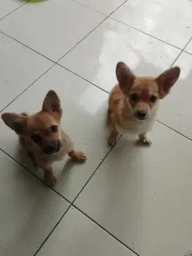 Anjing Chorgie mix Minipom