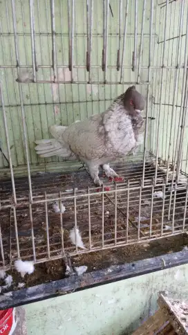 Mof blondinet jantan