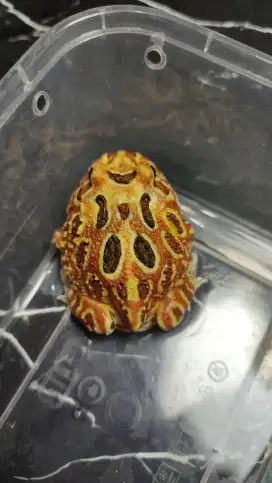 Pacman Inferno Juve