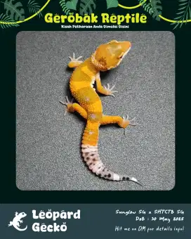 Baby Gecko Super Giant