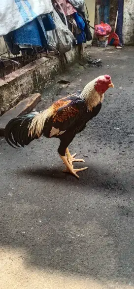 Ayam shamo umur 7bln