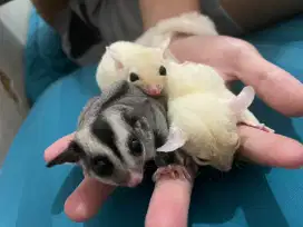 Dijual hewan sugar glider