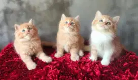 kitten persia bulu kapas super gembul