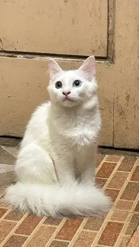 Angora Odd Eye Betina