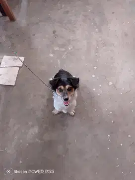 Dijual anjing mix Corgi