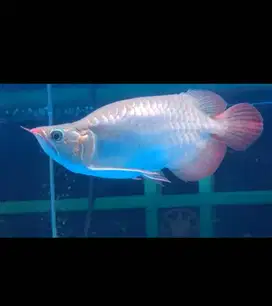 Arwana Super Red SB Short King -+28-30CM