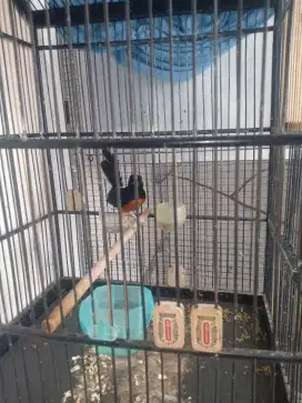 Murai batu ORI hutan waykambas