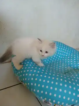 Kitten persia betina