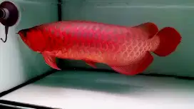 Arwana super red 50cm grade AA