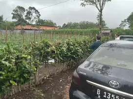 Tanah SHM Dijual