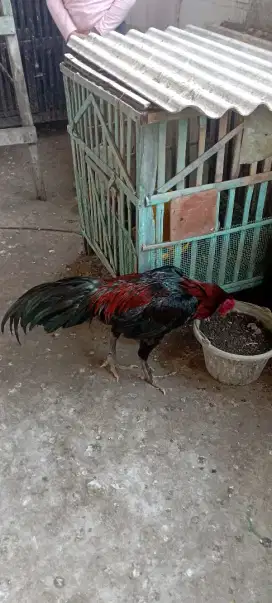 Ayam Bangkok bk