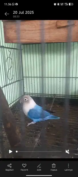 Love bird satuan