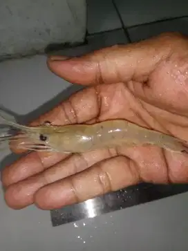 Bibit Udang Galah Ukuran 10 cm