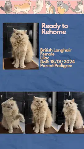 British Longhair Betina