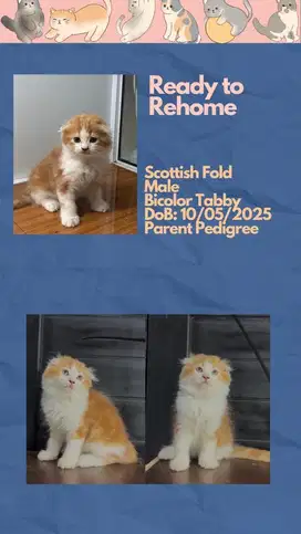 Scottish Fold Longhair Jantan