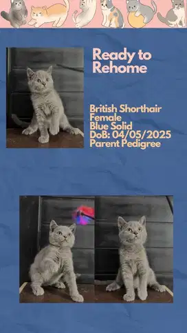 British Shorthair BSH Betina