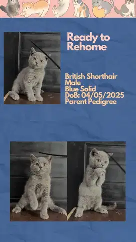 British Shorthair BSH Jantan