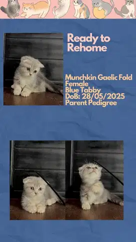 Munchkin Gaelic Fold (Munchkin Scottish Fold)