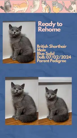 British Shorthair BSH Jantan
