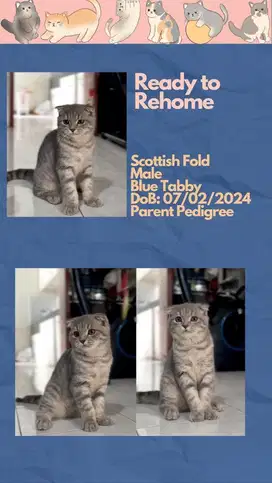 Scottish Fold Blue Tabby Jantan