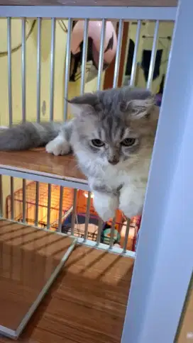 Kucing Munchkin/Cebol Jantan Kuping Turun