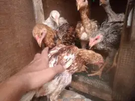 Ayam kampung super berat 1 kg