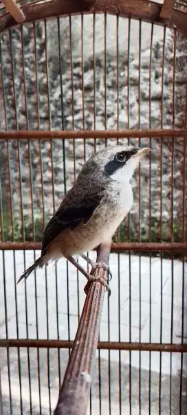 Burung pentet jatim
