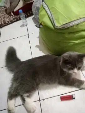 kucing umur skitar 6bulan dan induknya