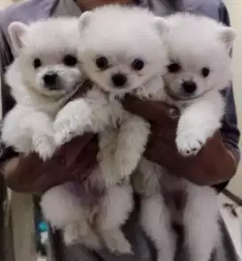 Open adopth anak anjing mini pom