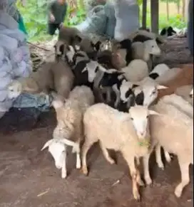 6 ekor bakalan domba 5-6 bulanan 1 jantan 5 betina siap ternak murmer