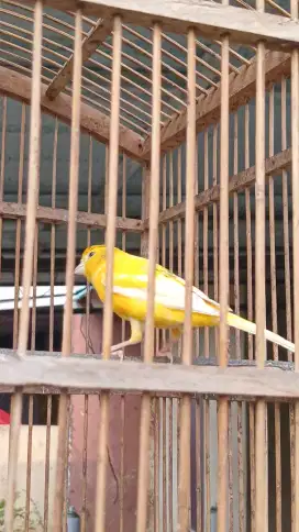 Kenari Rasmi Lokal Ngeriwek