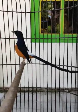 Murai Hutan bahorok gacor ekor panjang