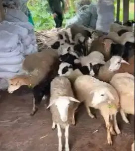 paketan 6 ekor bakalan domba 5-6 bulan 1 jantan 5 betina siap ternak