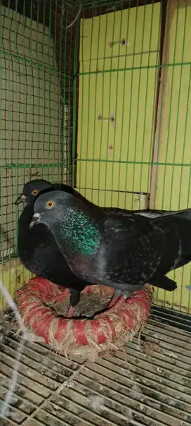 Burung dara sepasang