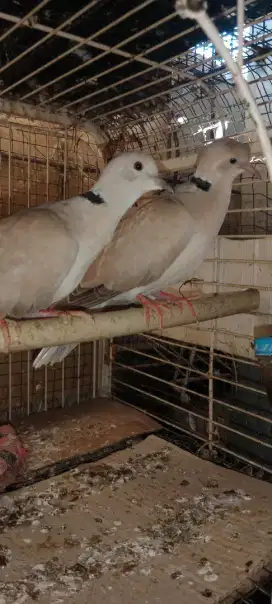 Burung puter sehat
