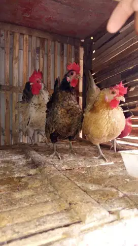 Ayam kate sudah produksi