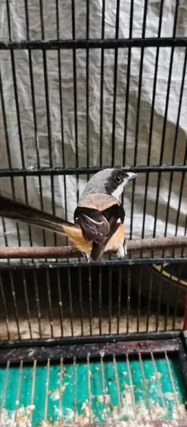 Burung pentet muda
