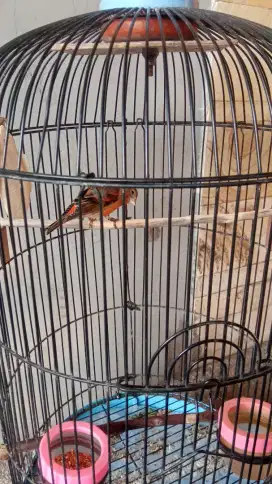 Burung black ken silangan burung (blactrut &kenari)