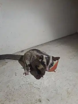 Sugar Glider Standard Grey – Sehat & Aktif