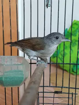 Burung kicau makan pur
