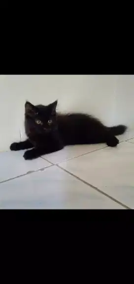 Lepas adopt kitten 3 bulan