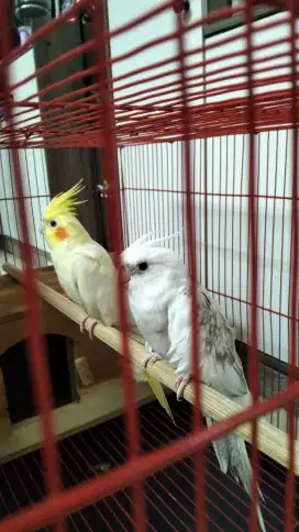 Jual burung parkit australia