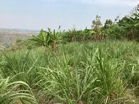 DIJUAL Banting Harga‼️ TANAH Perkebunan di Ngrimbi - Jombang