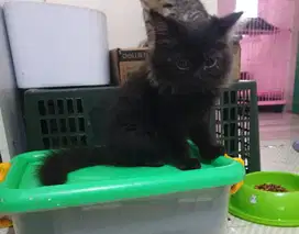 Kucing kitten jantan 3 bln (bsh mix persia)