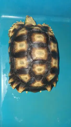 Kura-Kura Darat SULCATA 27-28CM JUAL CEPAT